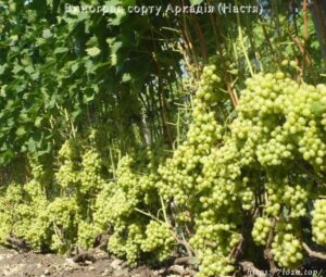 Який сорт винограду посадити, щоб діти їли, а дружина хвалила? Мій ТОП-3 для новачків