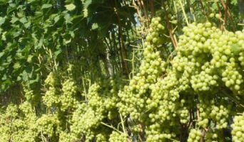 Який сорт винограду посадити, щоб діти їли, а дружина хвалила? Мій ТОП-3 для новачків