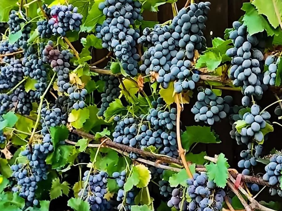 Кишмиш Юпітер