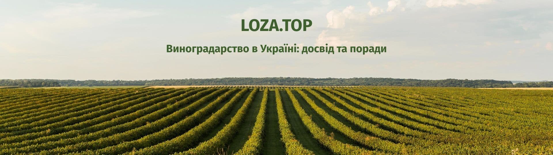 Календар робіт на винограднику