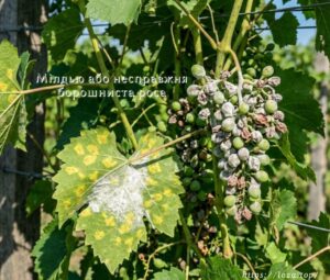 Ой, що це на листі? Вчимося розрізняти хвороби винограду без мікроскопа