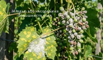 Ой, що це на листі? Вчимося розрізняти хвороби винограду без мікроскопа