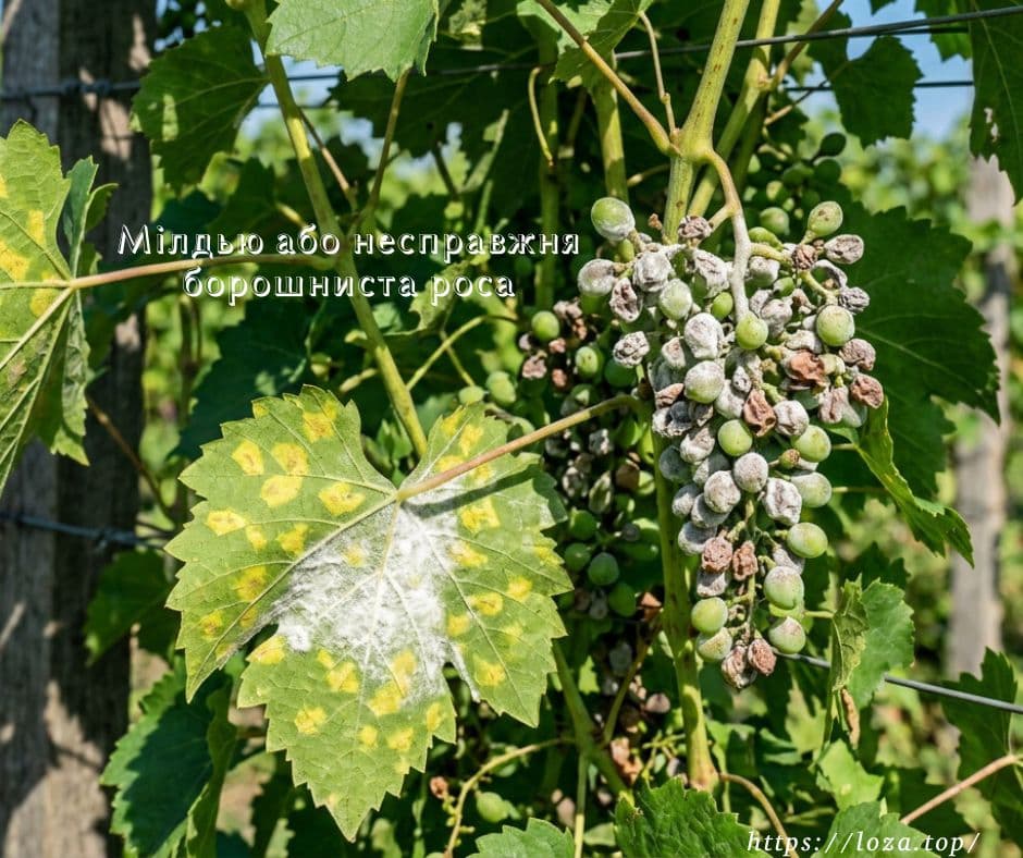 Ой, що це на листі? Вчимося розрізняти хвороби винограду без мікроскопа