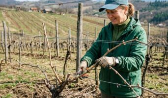 Обрізка для тих, хто боїться відрізати зайве. Правило «двох пальців»