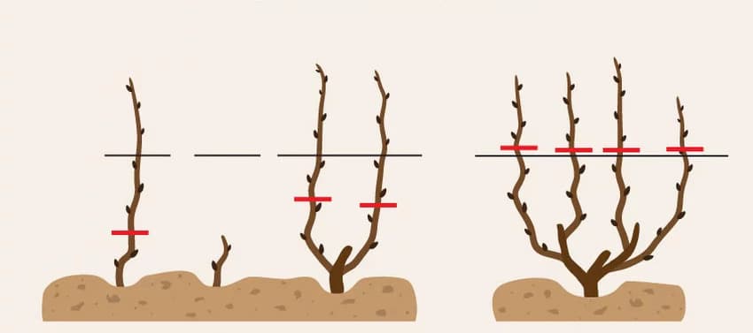 Обрізка винограду навесні