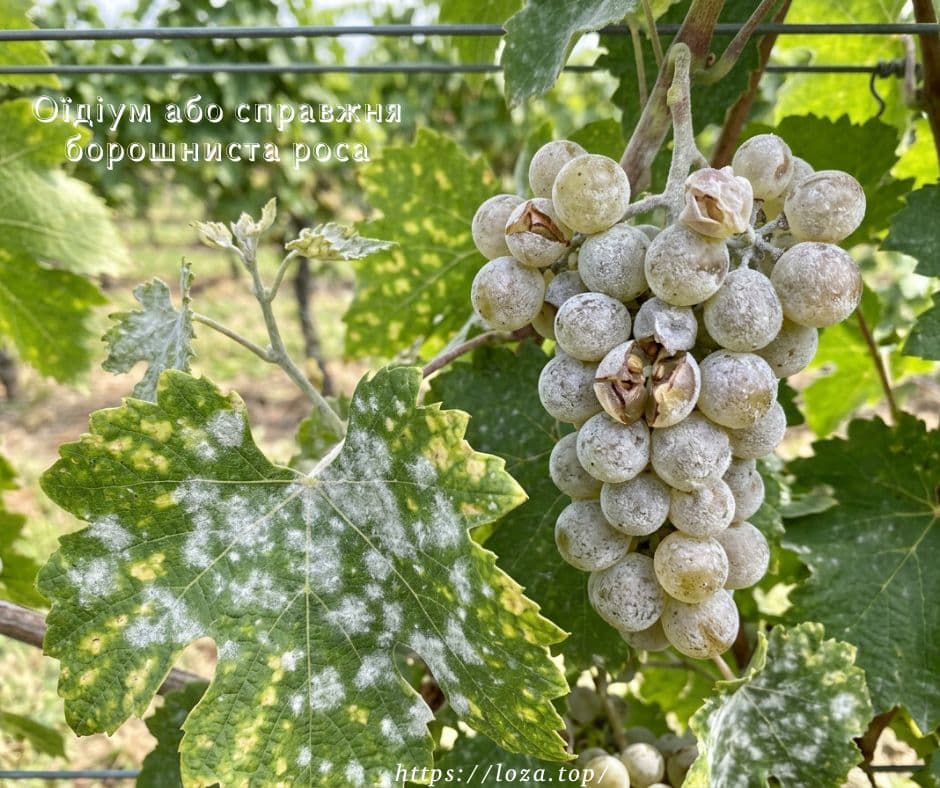 Оїдіум або справжня борошниста роса Оїдіум або справжня борошниста роса