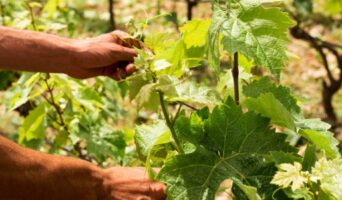 Мій перший саджанець винограду: 5 помилок, які ледь не згубили мій виноградник