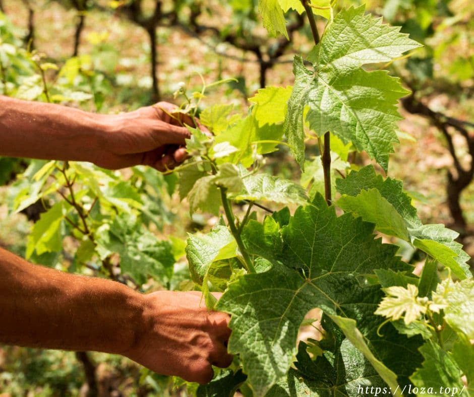 Мій перший саджанець винограду: 5 помилок, які ледь не згубили мій виноградник