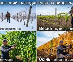 Фенологічний календар робіт на винограднику: детальний посібник на весь рік