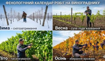 Фенологічний календар робіт на винограднику: детальний посібник на весь рік