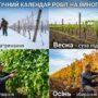 Фенологічний календар робіт на винограднику: детальний посібник на весь рік