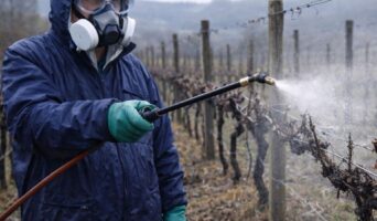 Чим бризкати, щоб не отруїтися? Моя перевірена схема обробки винограду для «лінивих»