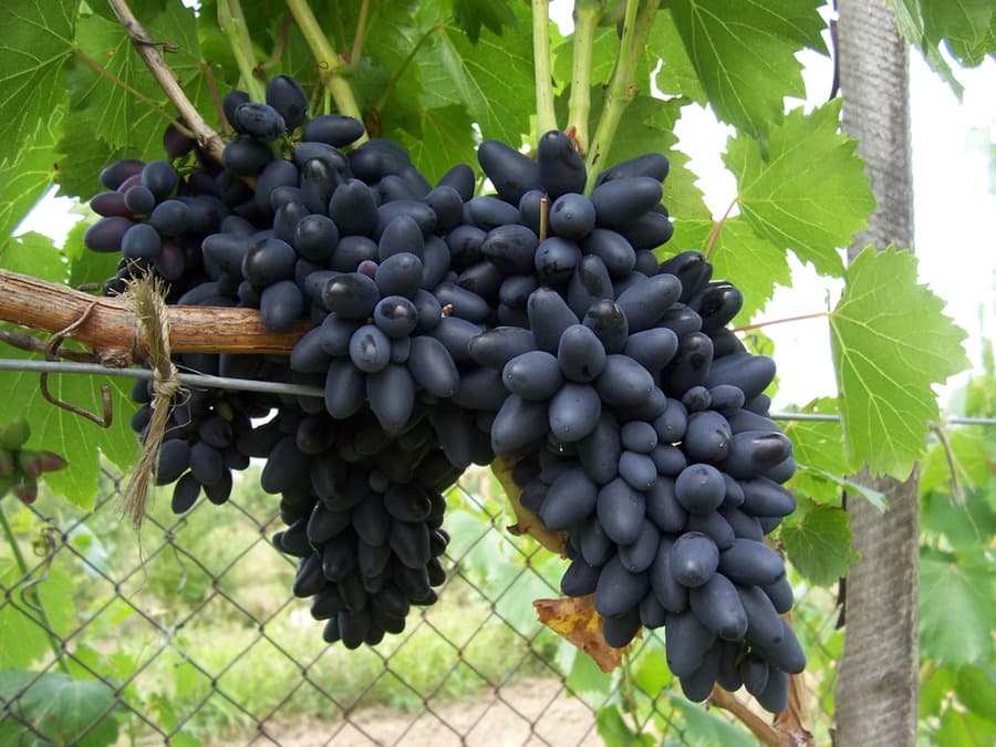 Сорт винограду Кодрянка