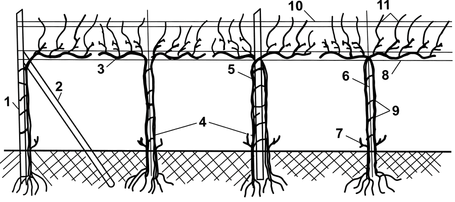 Схема здвоєного садіння кущів винограду на шпалері: технічні позначки (1-11)