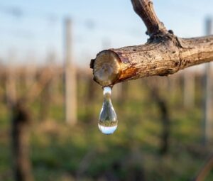 Плач виноградної лози: ознаки пробудження та поради виноградарям