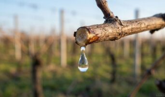 Плач виноградної лози: ознаки пробудження та поради виноградарям