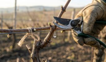 Весняні роботи на винограднику у квітні: повний перелік робіт від пробудження до захисту